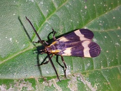Correbidia