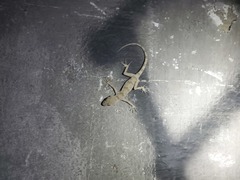 Tenuidactylus turcmenicus