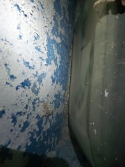 Tenuidactylus turcmenicus