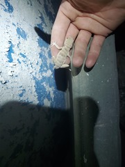 Tenuidactylus turcmenicus