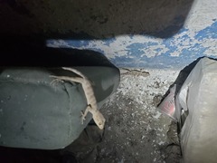 Tenuidactylus turcmenicus