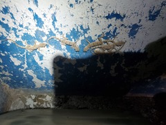 Tenuidactylus turcmenicus