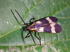 Correbidia
