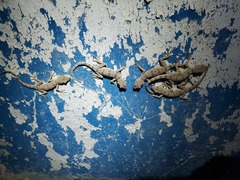 Tenuidactylus turcmenicus