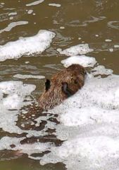 Hydrochoerus hydrochaeris