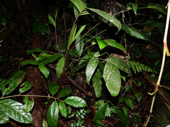 Bactris oligocarpa
