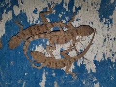Tenuidactylus turcmenicus