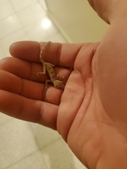 Tenuidactylus turcmenicus