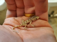 Tenuidactylus turcmenicus