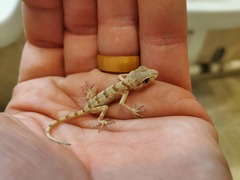 Tenuidactylus turcmenicus