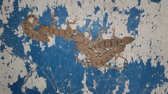 Tenuidactylus turcmenicus