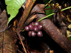 Bactris oligocarpa
