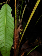 Bactris oligocarpa
