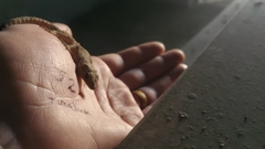 Tenuidactylus turcmenicus