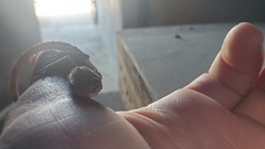 Tenuidactylus turcmenicus