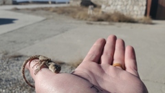 Tenuidactylus turcmenicus