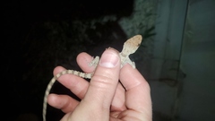 Tenuidactylus turcmenicus