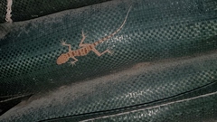 Tenuidactylus turcmenicus