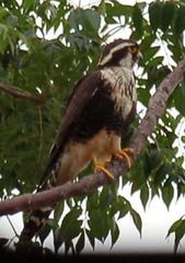 Falco femoralis