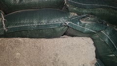 Tenuidactylus turcmenicus