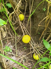 Solanum viarum