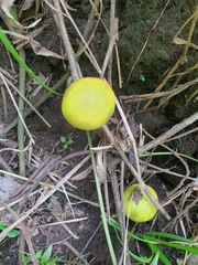 Solanum viarum