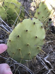Opuntia alta