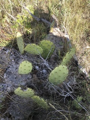 Opuntia alta