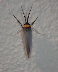 Lymire albipedalis