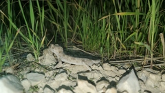 Tenuidactylus