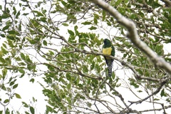 Chrysococcyx cupreus