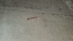 Tenuidactylus turcmenicus