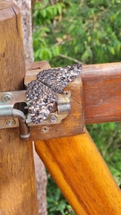 Hamadryas feronia