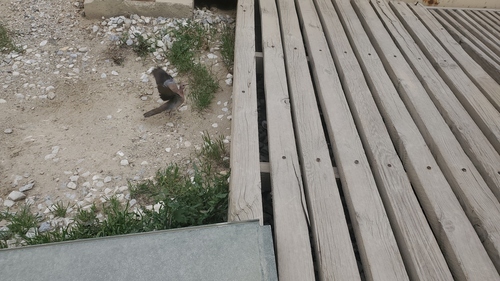Laughing Dove