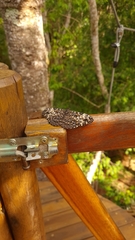 Hamadryas feronia