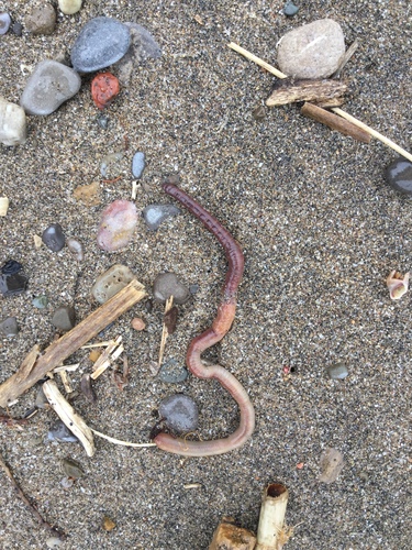 Lumbricus terrestris