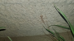 Tenuidactylus turcmenicus