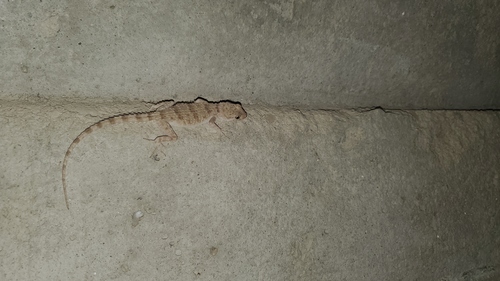 Turkmen Thin-toed Gecko