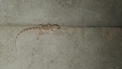 Tenuidactylus turcmenicus