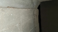 Tenuidactylus turcmenicus