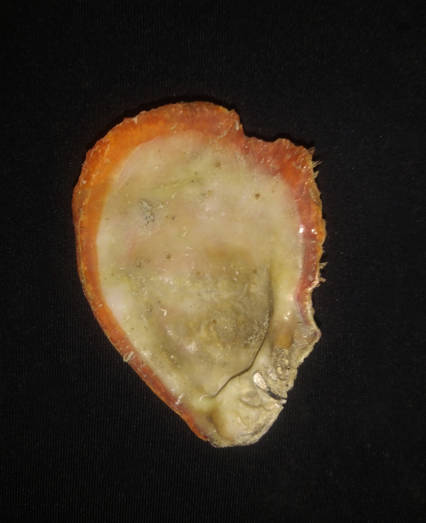 Pacific thorny oyster