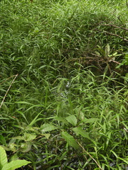 Stephostachys mertensii