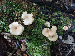 Clitocybe americana