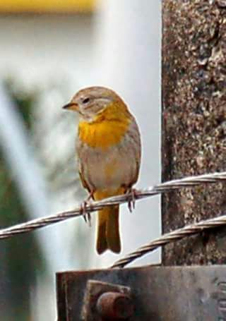 Saffron Finch from Deodoro, Rio de Janeiro - RJ, Brasil on April 29 ...