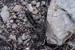 Corryocactus squarrosus