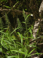 Stephostachys mertensii