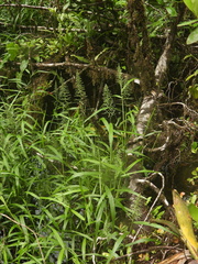 Stephostachys mertensii