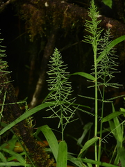 Stephostachys mertensii