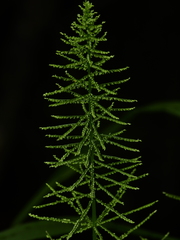 Stephostachys mertensii