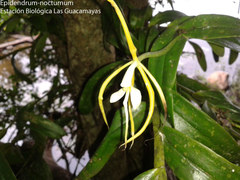 Image of Epidendrum nocturnum